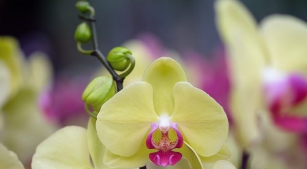 orchidea